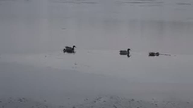 WESTMINSTER COLORADO-2015: Ducks Swimming Through A Lake On A Cloudy Day