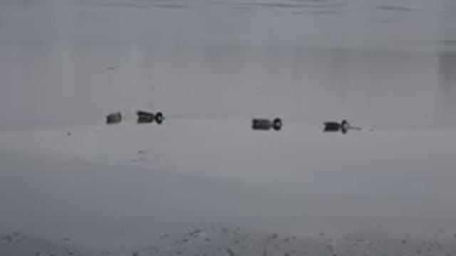 WESTMINSTER COLORADO-2015: A Group Of Ducks Are Swimming On Water To Catch A