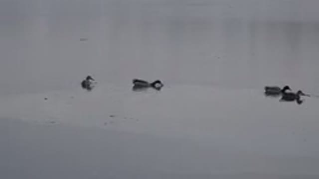 WESTMINSTER COLORADO-2015: Four Ducks Swimming In A Large Lake They Peck
