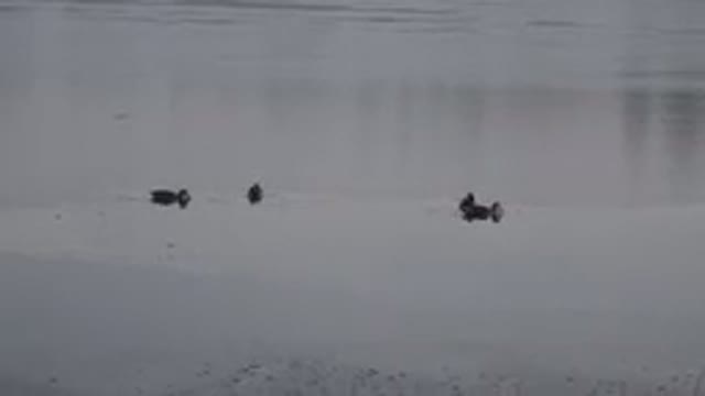 WESTMINSTER COLORADO-2015: Four Ducks Swimming In Pond On A Cloudy Day
