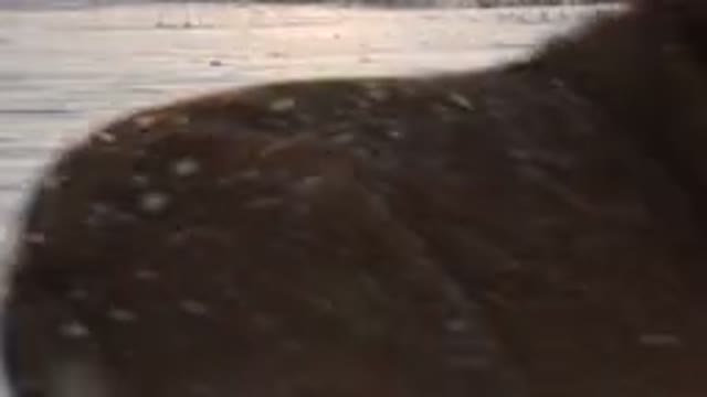 WESTMINSTER COLORADO-2015: Brown Dog Runs In Snow On A Clear Sunny Day