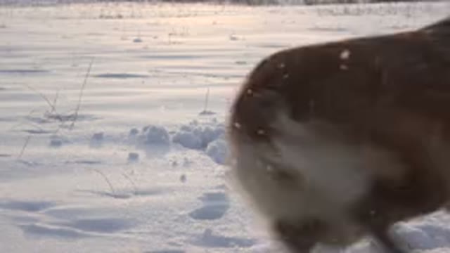 WESTMINSTER COLORADO-2015: Small Dog Running And Jumping Excitedly Through Snow