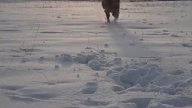WESTMINSTER COLORADO-2015: Happy Small Dog Playing and Running in the Snow