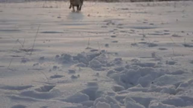 WESTMINSTER COLORADO-2015: Animal Enjoys Snow in Wild Winter Landscape