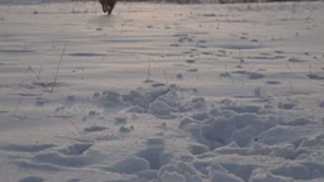WESTMINSTER COLORADO-2015: Scene Of A Running Brown Dog On Snow