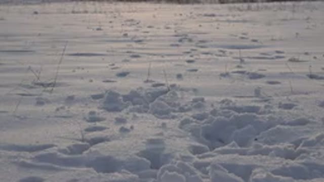 WESTMINSTER COLORADO-2015: A Brown Dog Playing On Snow-Covered Ground