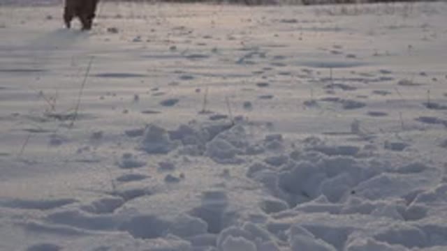 WESTMINSTER COLORADO-2015: A Small Dog Runs Happily In The Snowy Terrain Playing