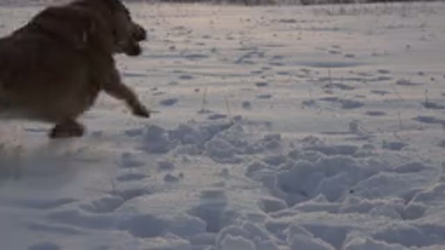 WESTMINSTER COLORADO-2015: Brown Dog Runs Through Snow On A Clear Sunny Day