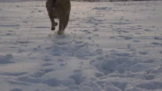 WESTMINSTER COLORADO-2015: Brown Dog Alone On A Snow Road