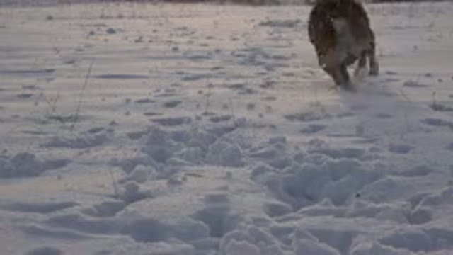 WESTMINSTER COLORADO-2015: Dog Running In The Snow During A Winter Day