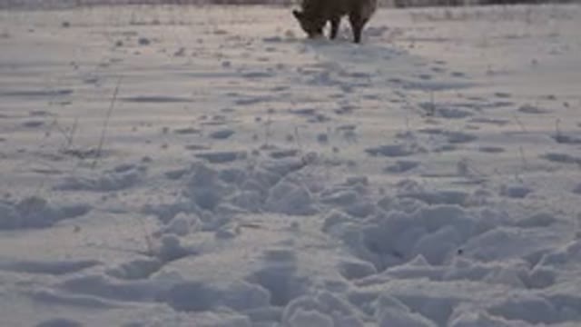 WESTMINSTER COLORADO-2015: Dog Playing With His Owner In The Snow And Digging To