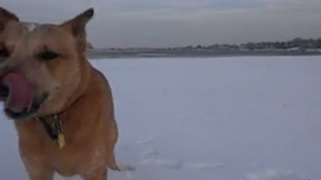 WESTMINSTER COLORADO-2015: Dog Licking His Snout In The Open Surrounded By Snow