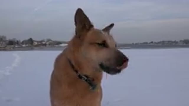 WESTMINSTER COLORADO-2015: The Dog Is Obeying And Listening To His Owner Dogs