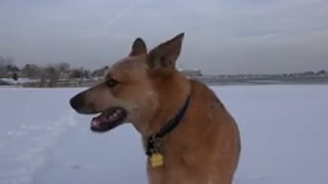 WESTMINSTER COLORADO-2015: Dog Playing With Its Owner In The Snow And Is Surprised