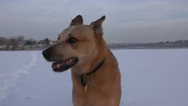 WESTMINSTER COLORADO-2015: Confused Dog Looking Sideways in Snowy Background