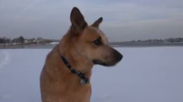 WESTMINSTER COLORADO-2015: Brown Dog Stands On Snow Looking Around On A Clear Day