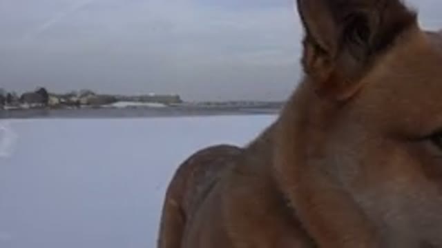 WESTMINSTER COLORADO-2015: Brown Active Dog Playing On Snow-Covered Ground
