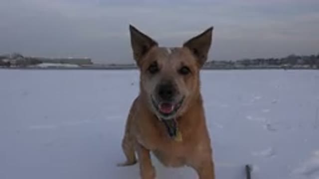 WESTMINSTER COLORADO-2015: Dog Standing On A Frozen Lake Barking Madly At The Camera