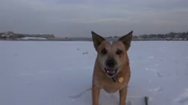 WESTMINSTER COLORADO-2015: A Dog Is Standing In The Snow Viciously Barking At