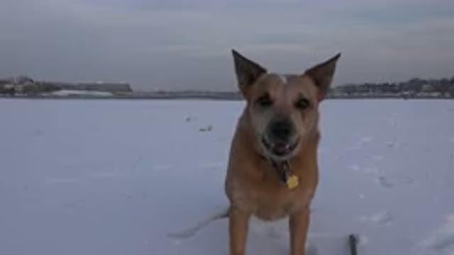 WESTMINSTER COLORADO-2015: Tan Colored Medium Sized Dog Looks At Camera Then Barks