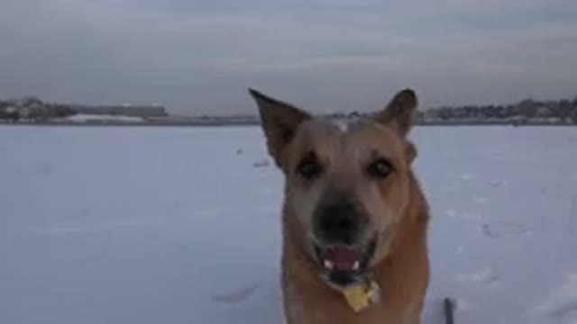 WESTMINSTER COLORADO-2015: Yellow Dog Barks Four Times Before Running Off In The Snow