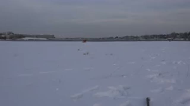 WESTMINSTER COLORADO-2015: Snowy Field With Some Animals And A Tree Line In The