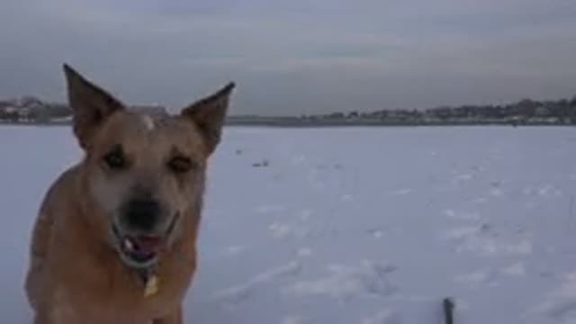 WESTMINSTER COLORADO-2015: A Big Dog Barking And Jumping In A Snow-Covered Field