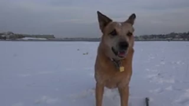 WESTMINSTER COLORADO-2015: Let's Play In The Snow But First You Throw My Ball