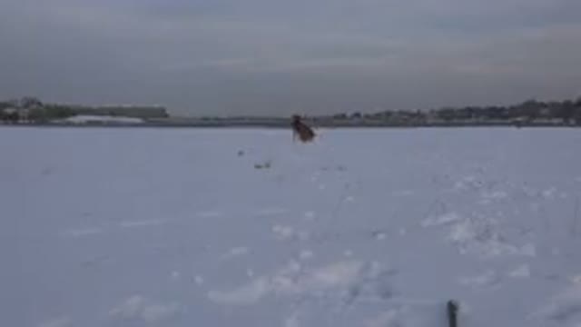 WESTMINSTER COLORADO-2015: Brown Dog Exploring Snow-Covered Road