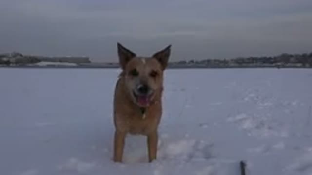WESTMINSTER COLORADO-2015: Angry Brown Dog Running And Barking In The Snow In