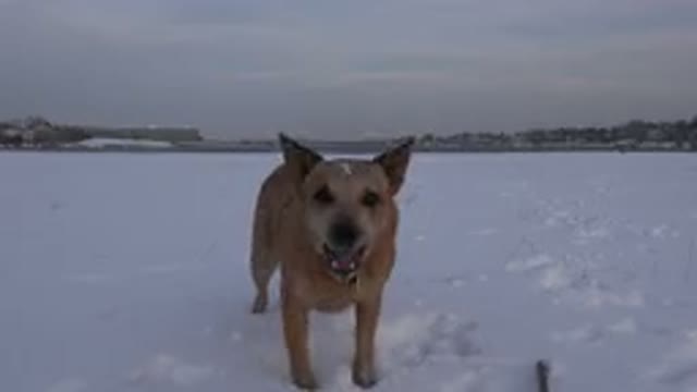 WESTMINSTER COLORADO-2015: A Half-Breed Dog Faces the Camera in the Snow