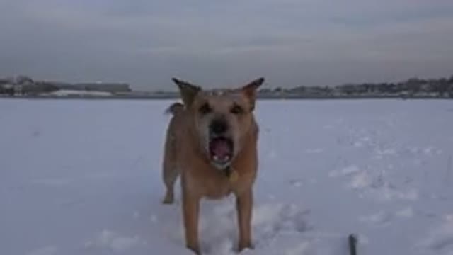 WESTMINSTER COLORADO-2015: A Dog Continues To Give A Loud Mean Bark At The