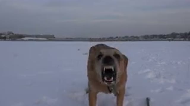 WESTMINSTER COLORADO-2015: Dog Barks Repeatedly At Camera Until Someone Throws Snowball