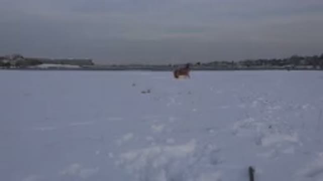 WESTMINSTER COLORADO-2015: Domestic Dog Running And Playing In The Snow With A