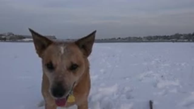 WESTMINSTER COLORADO-2015: Dogs Love To Play With Their Owners And Are Always