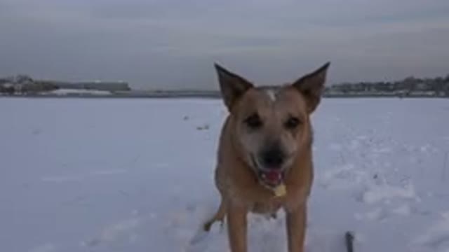 WESTMINSTER COLORADO-2015: A Fawn Colored Dog With A Short Tail And Wearing A