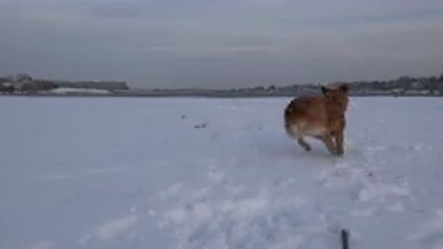 WESTMINSTER COLORADO-2015: Brown Dog Eagerly Playing Catch In Open Field After