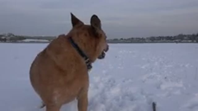 WESTMINSTER COLORADO-2015: A Dog Who Seems To Notice Something Behind Him While Standing In The Snow