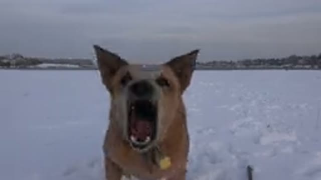WESTMINSTER COLORADO-2015: Amazing Talented Dog Barking On A Winter Day
