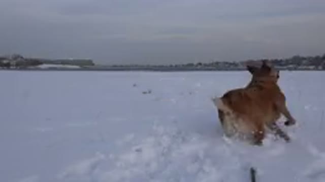 WESTMINSTER COLORADO-2015: A Dog Running On The Snow Back And Forth As The