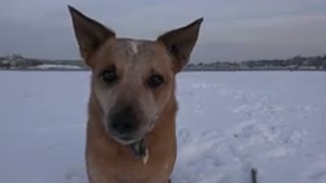 WESTMINSTER COLORADO-2015: A Brown Dog Standing In The Snow And Barking