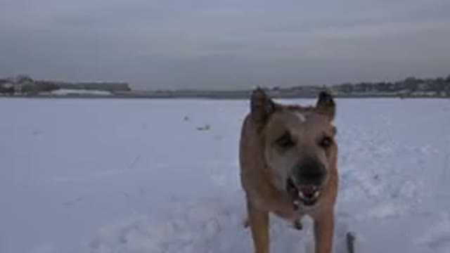 WESTMINSTER COLORADO-2015: A Dog Barking Wildly And Enthusiastically At The Camera
