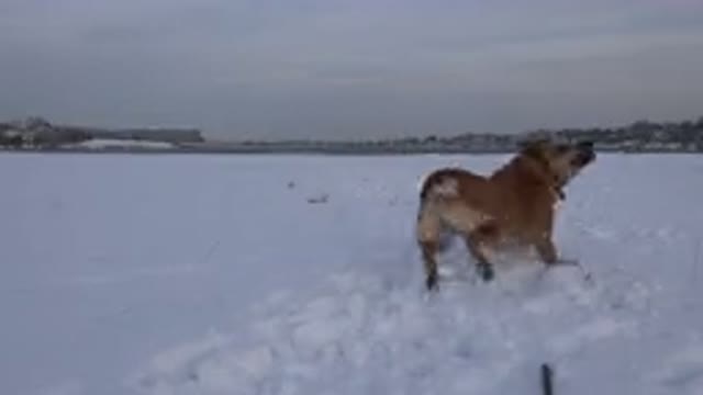 WESTMINSTER COLORADO-2015: Chubby Dog Playing Catch On White Snow