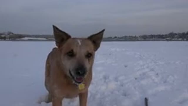WESTMINSTER COLORADO-2015: A Dog Is On The Snow Covered Ground Barking At
