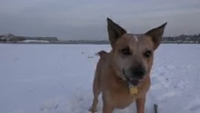 WESTMINSTER COLORADO-2015: Barking Dog In The Snow Waiting And Catching Snow In