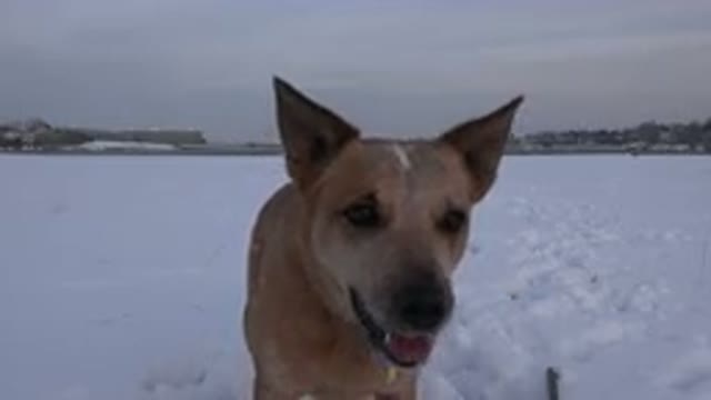 WESTMINSTER COLORADO-2015: A Happy Dog Jumping in the Snow