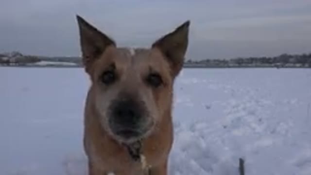 WESTMINSTER COLORADO-2015: A Medium Brown Dog Jumps and Barks in the Snow