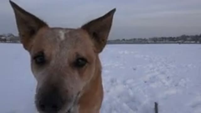 WESTMINSTER COLORADO-2015: Cute Dog in the Snow Being Curious and Having Fun