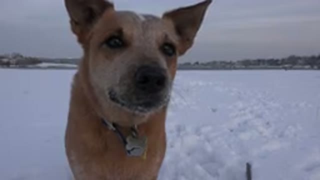 WESTMINSTER COLORADO-2015: Dog In Open Ground Covered With Snow With Green