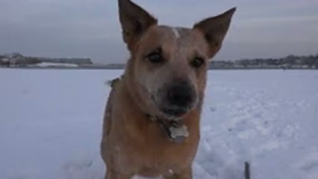 WESTMINSTER COLORADO-2015: Pet Dog Barks and Jumps at the Camera